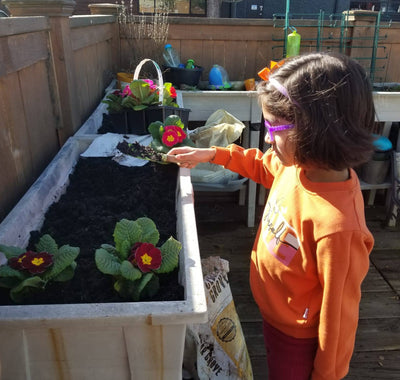 Child in an orange shirt tending to plants in a raised garden bed outdoors.